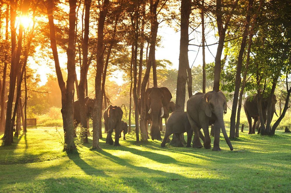 Three Cities Thorntree River Lodge Ливингстън Екстериор снимка